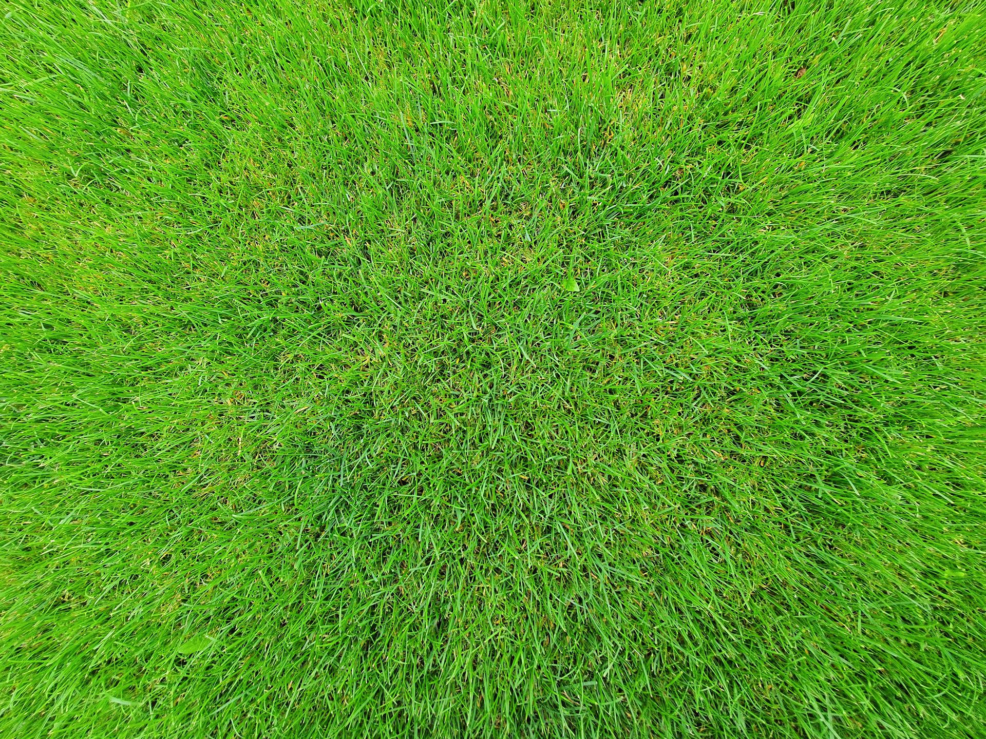 Detailed close-up of fresh green grass with a bright and natural texture.